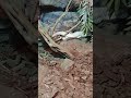 Tegu Argentino - Acuario Michin CDMX. 👍😉🇲🇽🦈🐡🐠🐟🐚🪼🦀🦐🦑