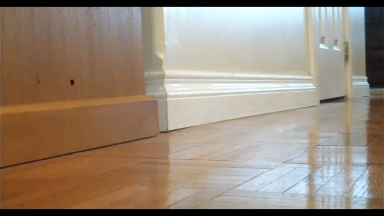 Giantess Mules heels