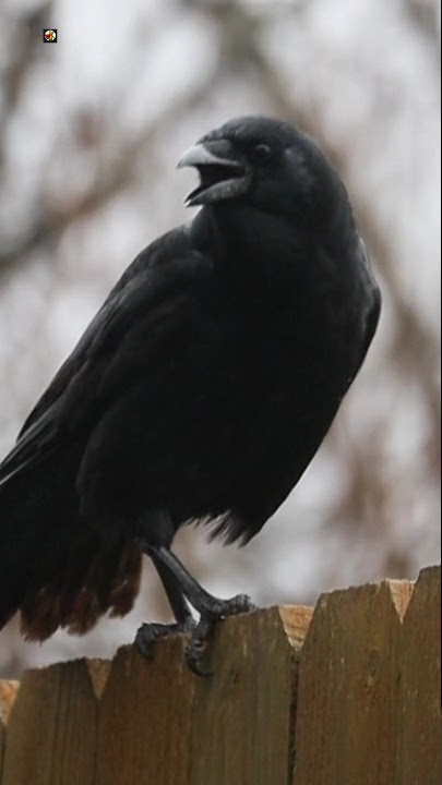 Crow Sounds (2)