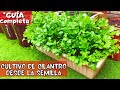 Como sembrar cilantro en maceta en casa germina y crece rpido