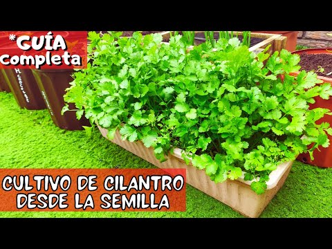 Video: ¿Qué es un tomate Liberty Bell? - Consejos para el cuidado de los tomates Liberty Bell en los jardines