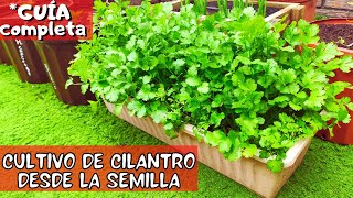 Como sembrar CILANTRO EN MACETA en CASA! Germina y crece rápido!