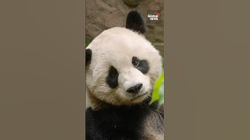 1st pandas sent to US in 21 years to debut at San Diego Zoo 🐼