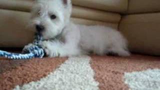 Westie puppy Lupi 5 to 9 months