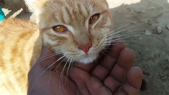 Sand Cat Feeling Upset || Sand Cat The King Of The Desert