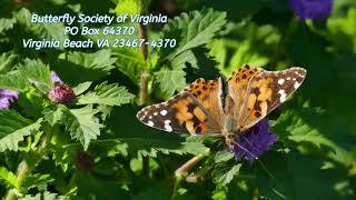 My Tribute to One Butterfly breeder in Tidewater Virginia.