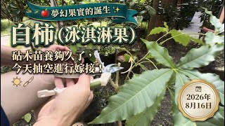白柿（冰淇淋果），這砧木苗養夠久了，今天抽空進行嫁接！2026年8月16日