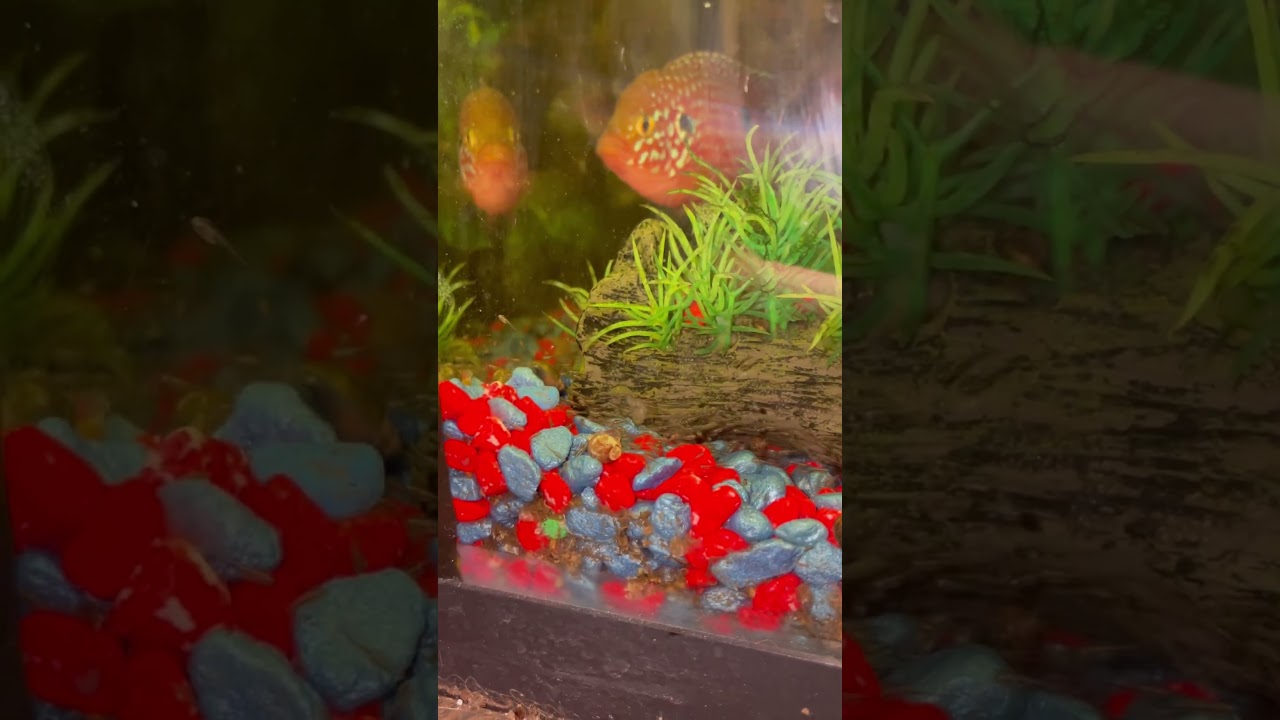 Free swimming fry! The little Fry started this journey last night and get a tank to themselves!