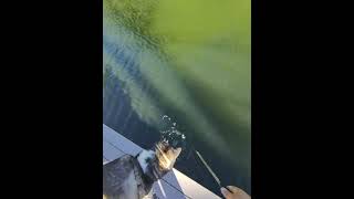 Big bass Small bass I like to catch them all!