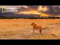 Savannah Life of Wild Africa ✔ National Geographic Documentary 2023 Full HD