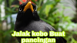 Jalak Kebo Masteran Buat Pancingan joss