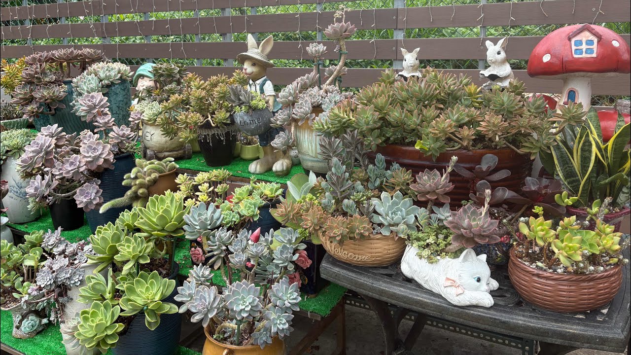 露養多肉 缺口盆種多肉 夏季高溫 老肉適應能力很強#succulent #succulentgarden