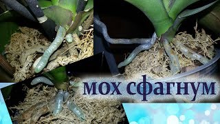 Как отрастить корни орхидее с помощью МХА СФАГНУМА Как отрастить корни орхидее с помощью МХА СФАГНУМА