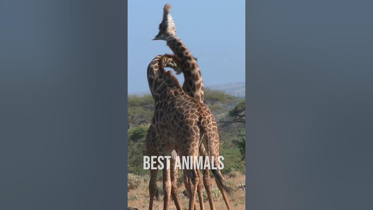 Giraffe Deadly Fight | Giraffe Fight | Giraffe | - YouTube