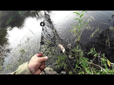 ЖЕСТЬ. ВЫТАЩИЛ БРАКОНЬЕРСКУЮ СЕТЬ ИЗ ВОДЫ. МНОГО ПОРЧЕНОЙ РЫБЫ.