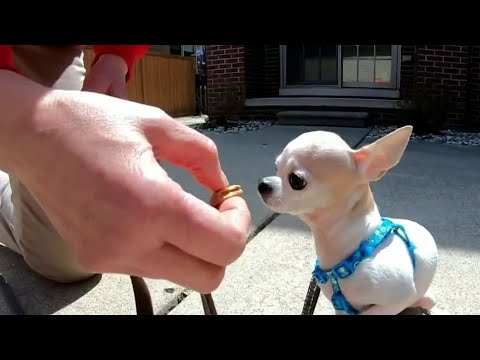 Video: Studie vindt kleine honden 