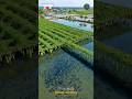 Integrated Fish and Vegetable Farming 🐟🥒