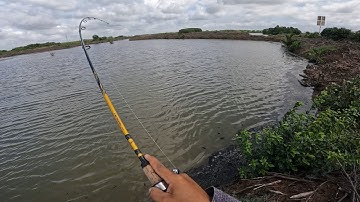 CÂU CÁ CHẼM BÌNH ĐẠI