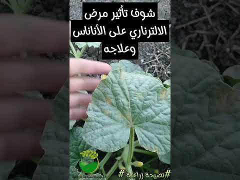 تأثير مرض الالترناري علي الأناناس وعلاجه التسميد 