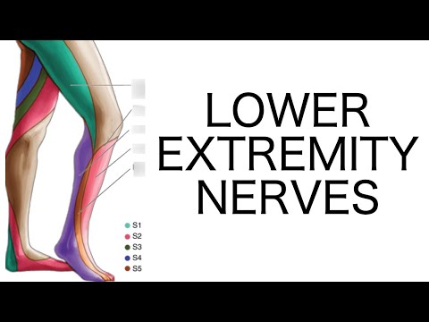 Video: Muscles Of The Lower Extremities - Structure, Injuries