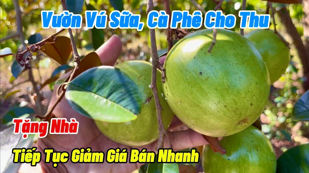 Bán nhà vườn Vú Sữa, Cà Phê đang cho thu. Gần 7 sào trục chính kinh doanh. Giá giảm còn 1 tỉ 750tr.