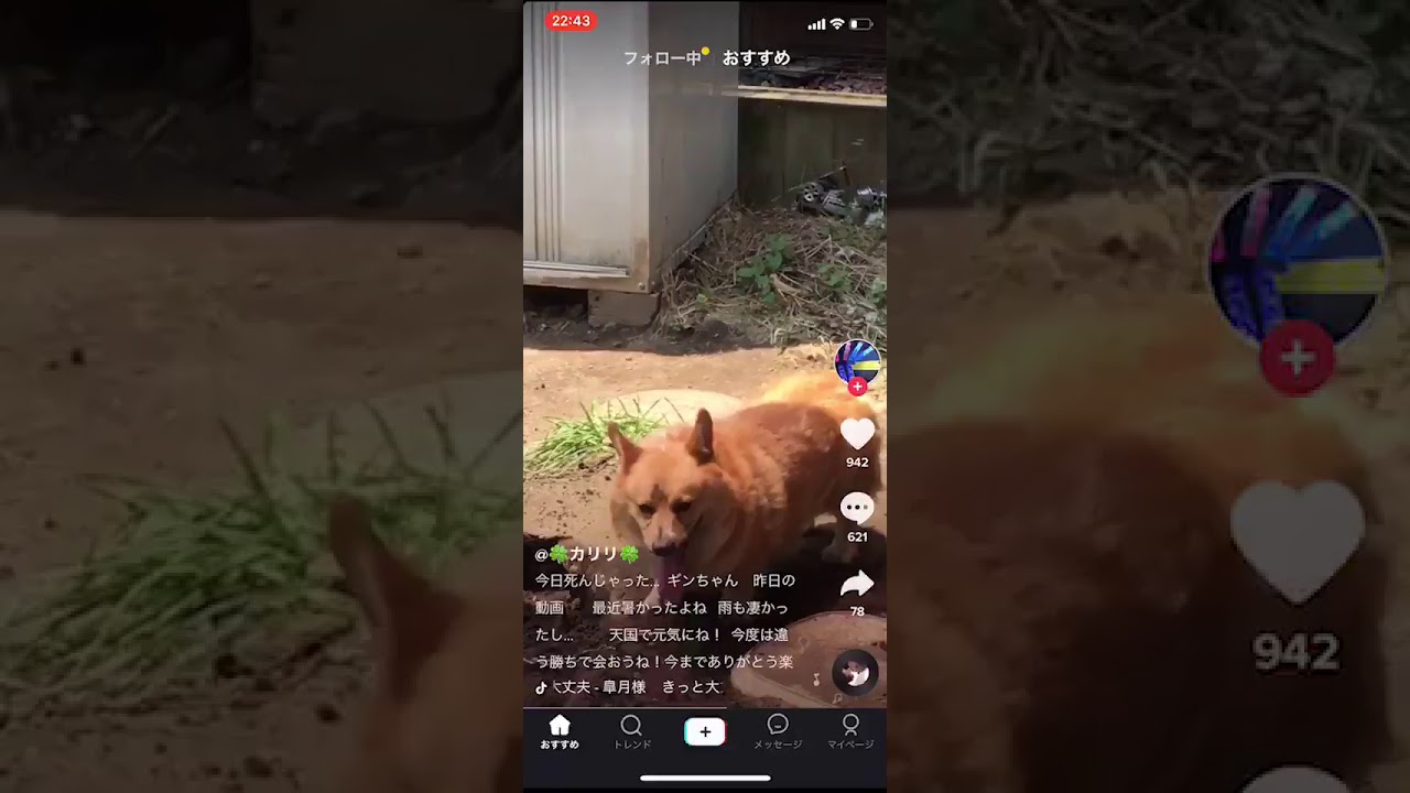 犬を蹴る動画の動画 画像 動画検索 マイルドサイト