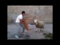 Epic Angry sheep vs man