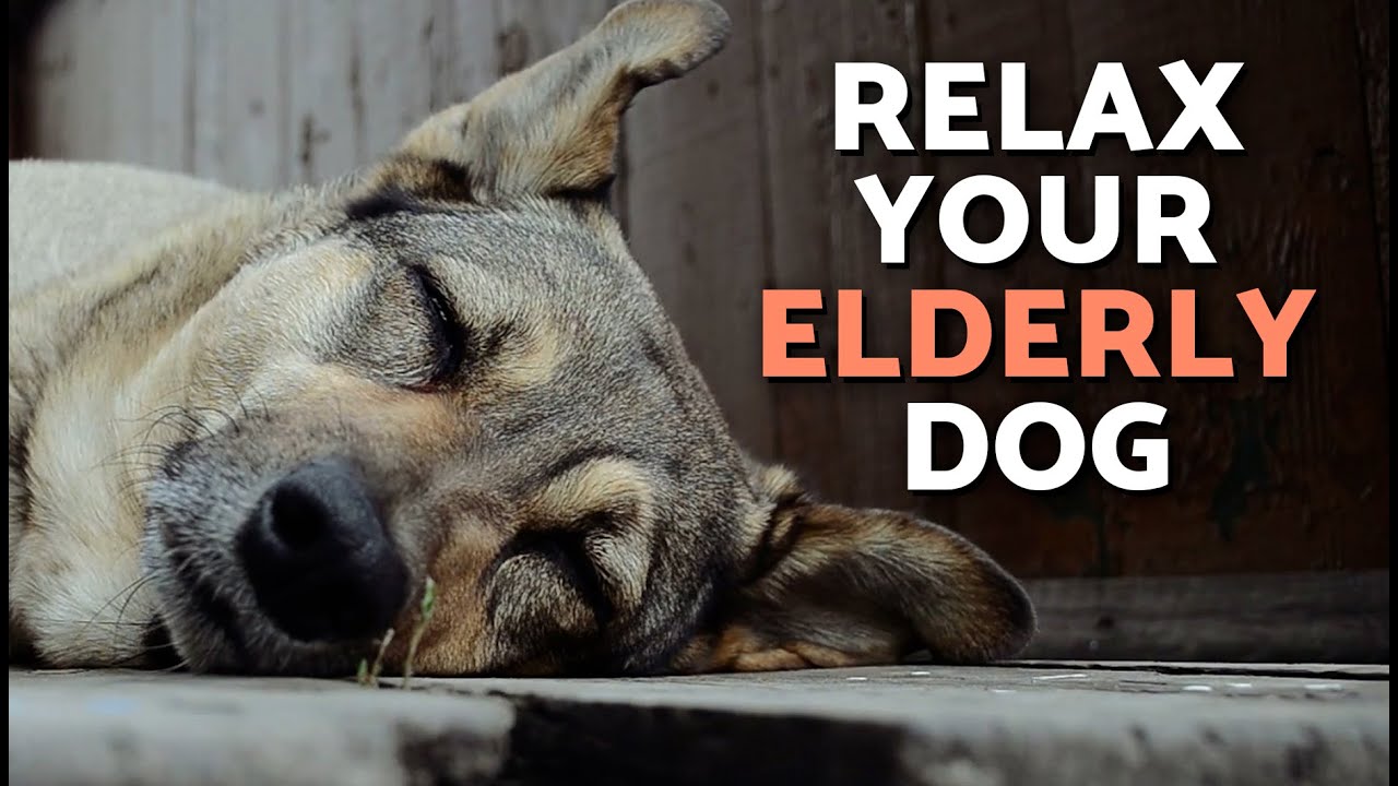 RELAXING MUSIC for ELDERLY DOGS ✨🐶❤️ Calm your senior dog!