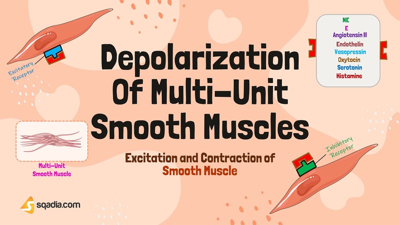 Excitation and Contraction of Smooth Muscle | Depolazrization of Multi ...