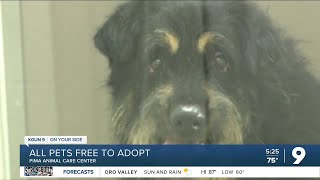 All pets free to adopt at PACC