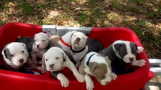 XXL Pitbull Puppies For Sale ; ManMade Kennels ; Best Dogs On Earth ; Blue Nose Pit Bull Puppies