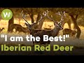 Red Deers are ready to rut! | I am the Best - Iberian Red Deer