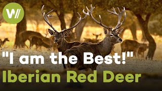 Red Deers are ready to rut! | I am the Best - Iberian Red Deer by wocomoWILDLIFE 3,815 views 3 months ago 48 minutes