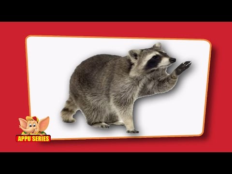 Flash cards for children - Wild Animals