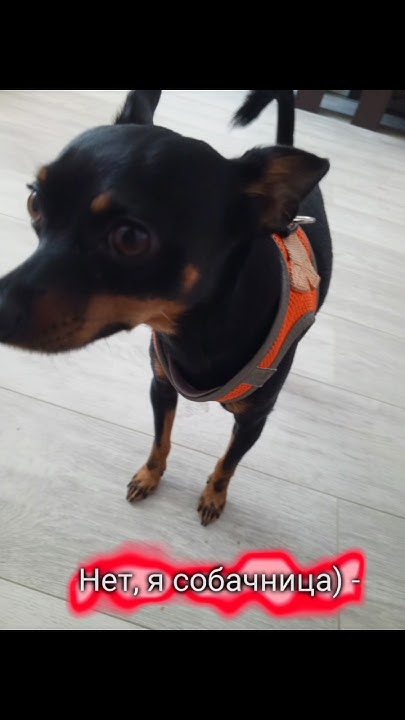 #Моя собачка 🐕 - YouTube
