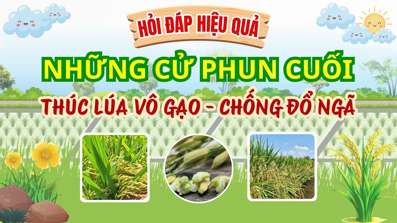 NHỮNG CỬ PHUN CUỐI THÚC LÚA VÔ GẠO – CHỐNG ĐỔ NGÃ| HỎI ĐÁP HIỆU QUẢ - KỲ 02