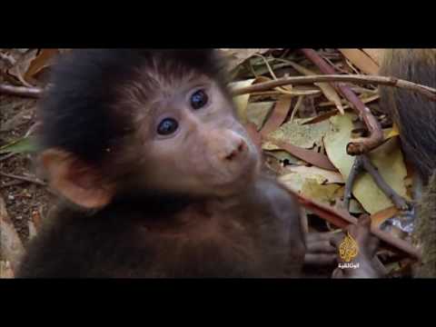 فيديو: من أين أتت القردة الحكيمة الثلاثة؟