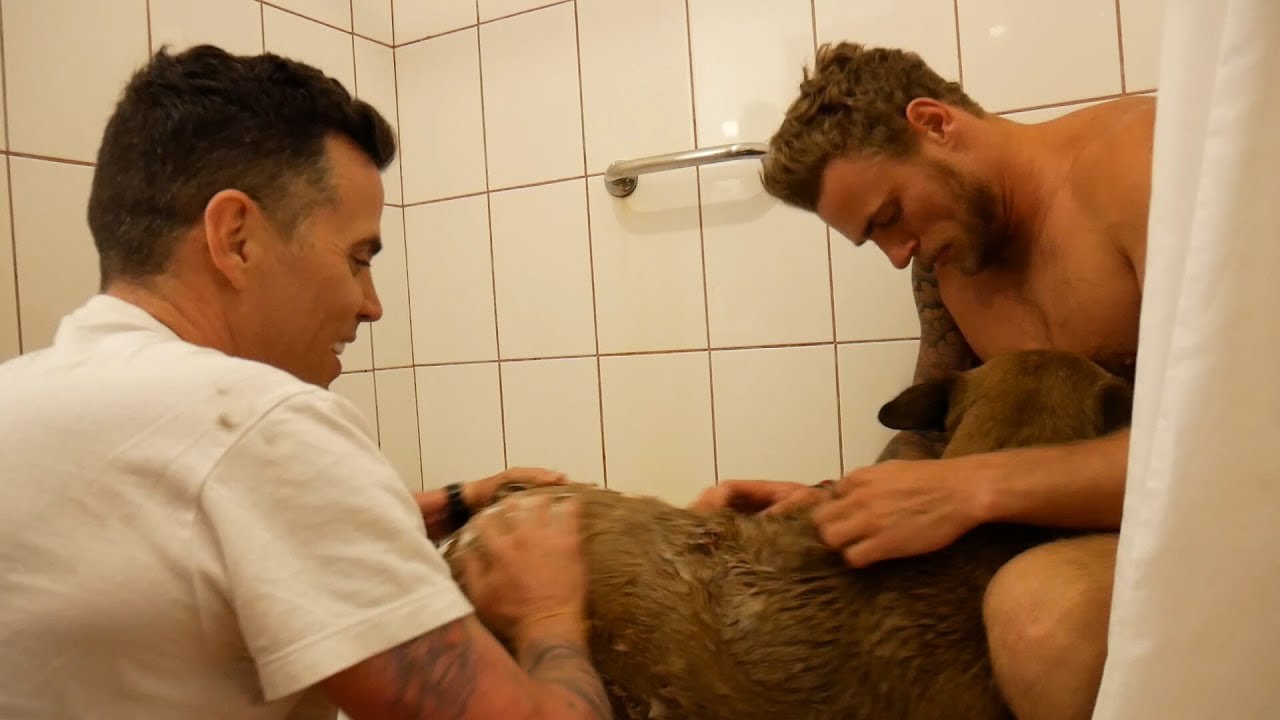 Giving a Stray Dog Her First Bath (Feat. Steve-O)