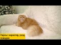 Персидская кошка - чем уникальна эта порода?