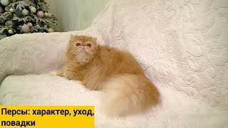 Персидская кошка - чем уникальна эта порода?