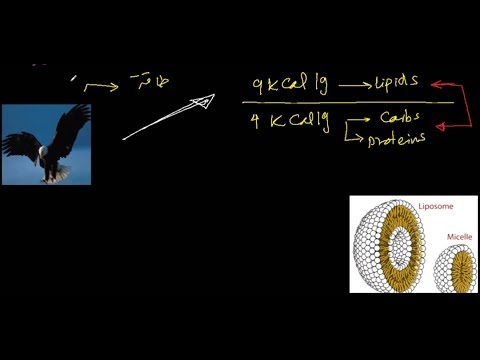 الدهون - Lipids