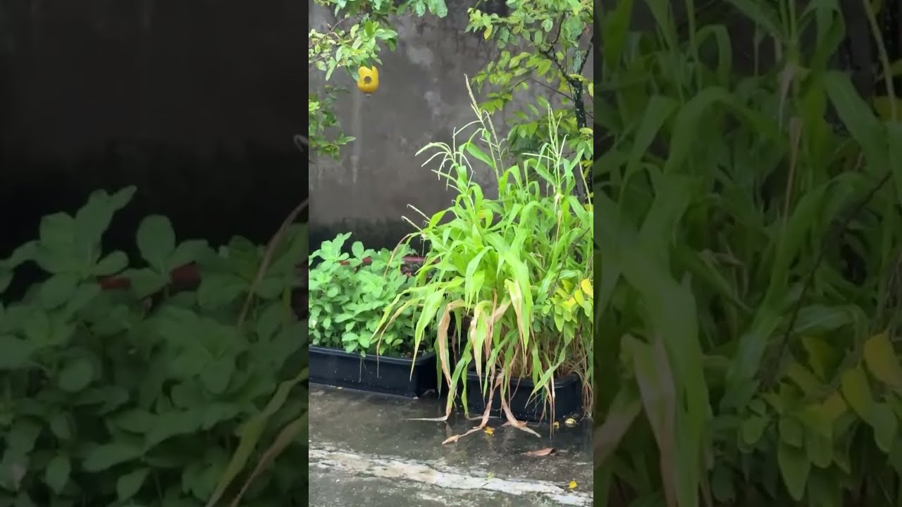 Mưa chiều thứ 6 (ngày 10/10)