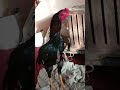 Карея шу зод тукумларидан йигибберилади