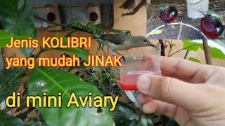 Jenis Kolibri yang mudah JINAK di mini Aviary