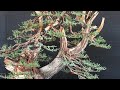 California Juniper