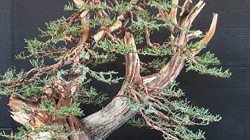 California Juniper