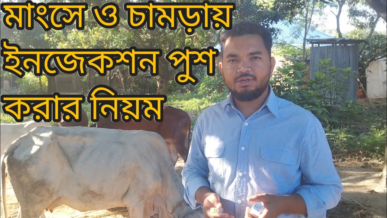 গরুকে ইনজেকশন দেওয়ার নিয়ম