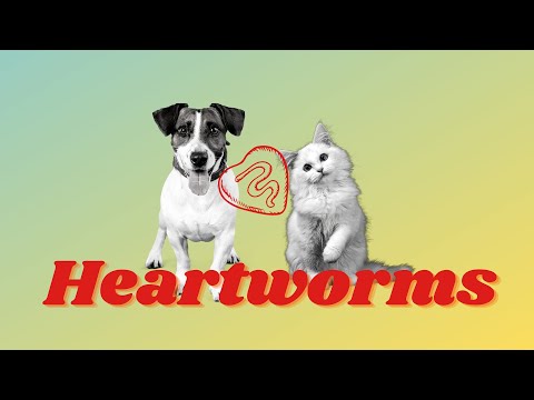 Видео: Pet Heart Health и Heartworms