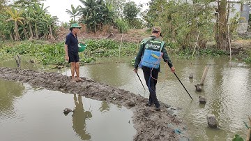 vô mánh mùa nước giật xiệt cá lóc bự cá trê cá lăng lên đồng nhiều thấy ham quá 