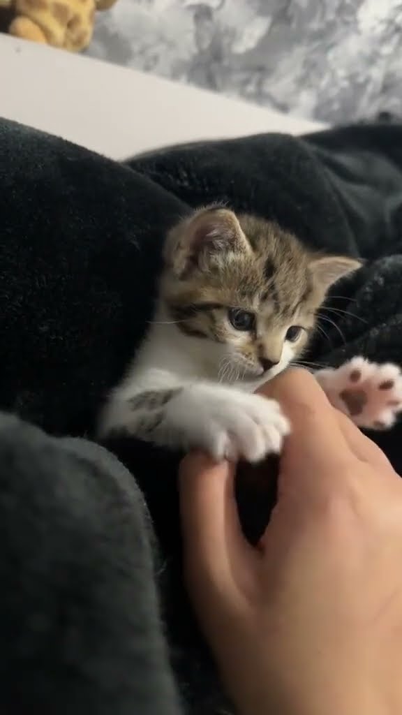 bébé chaton très mignon
